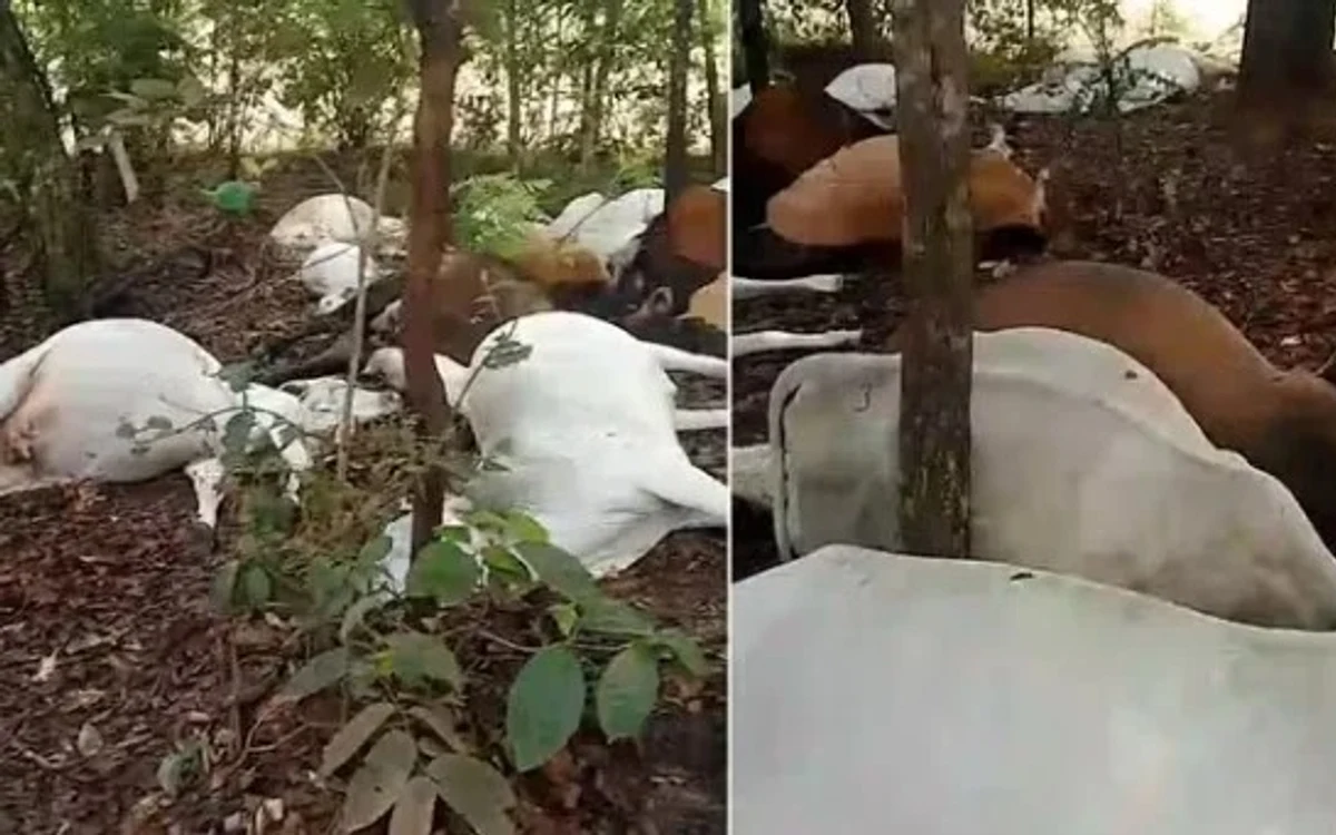 Raio mata 24 bovinos em Almas; Tocantins soma cerca de 457 mil descargas em outubro