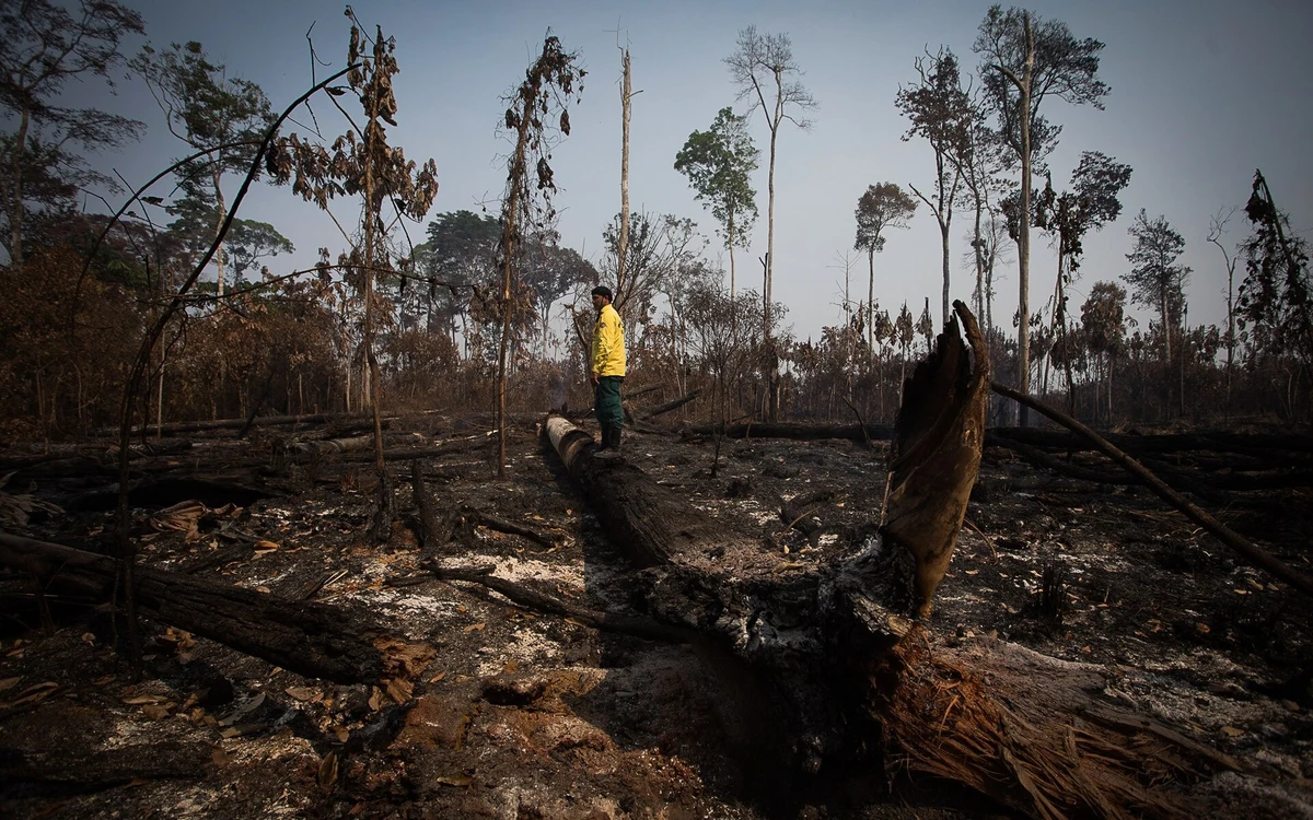 Áreas rurais privadas concentram 79,1% do fogo no Amazonas; alta após 1º turno desafia fiscalização